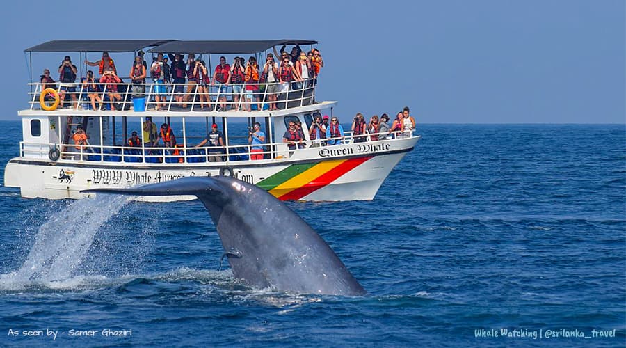Day Tour: Whale Watching (Mirissa)