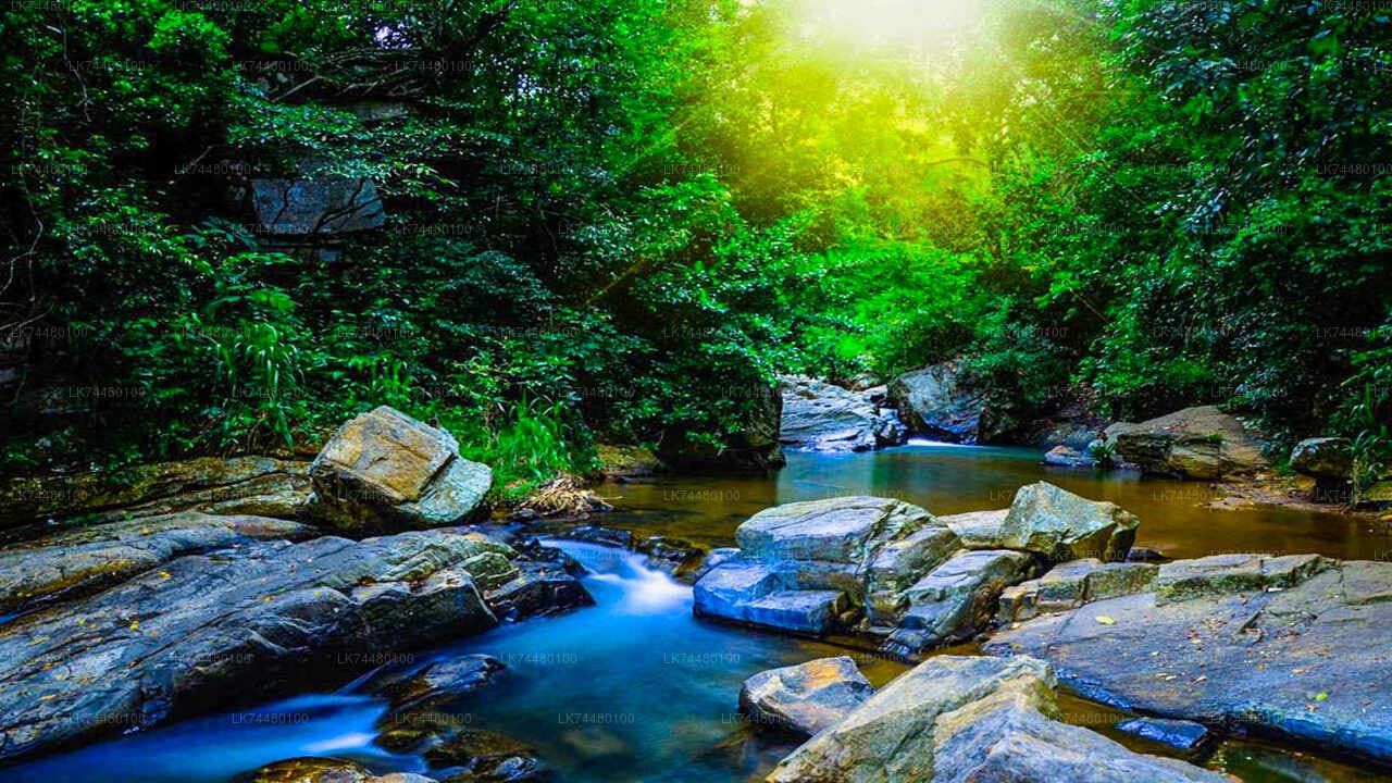 Day Tour: Sinharaja Rain Forest