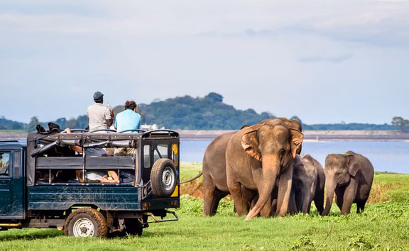 Day Tour: Udawalawe National Park Safari